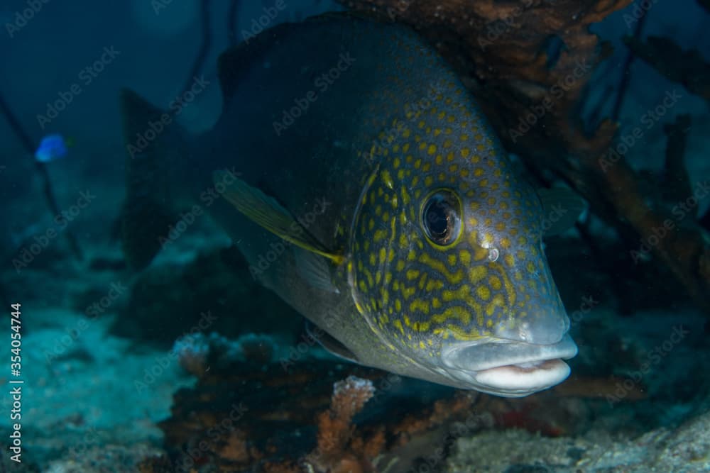 Silver Sweetlips, Diagramma pictum in a tropical coral reef