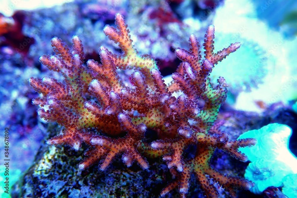 Birdnest SPS Coral - Seriatopora caliendrum