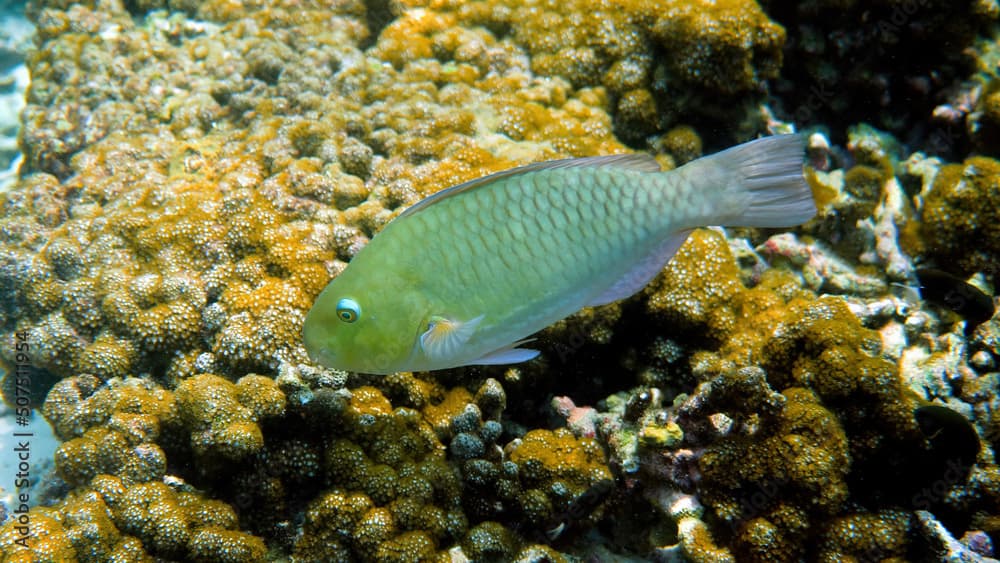 Underwater photo of violet-lined parrotfish or scarus globiceps swimming among tropical coral reefs. Scuba diving or snorkeling. Travel and enjoy sea wildlife in Thailand. Biodiversity and ecosystem