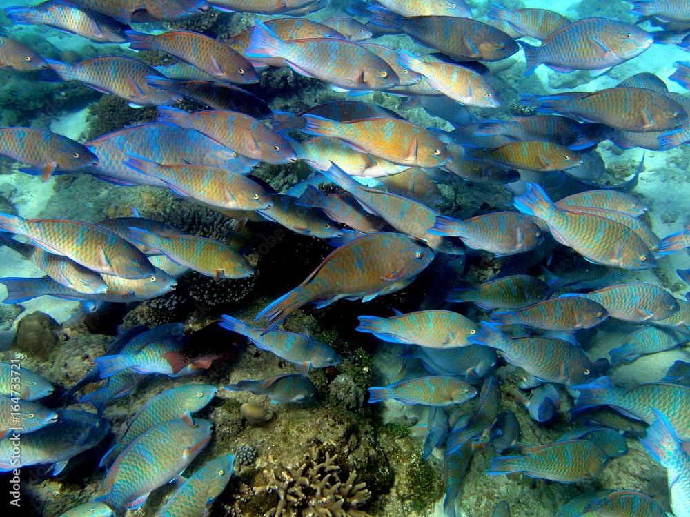 Aggregation of  roundhead parrotfishes, Nosy Fanihy, Madagascar