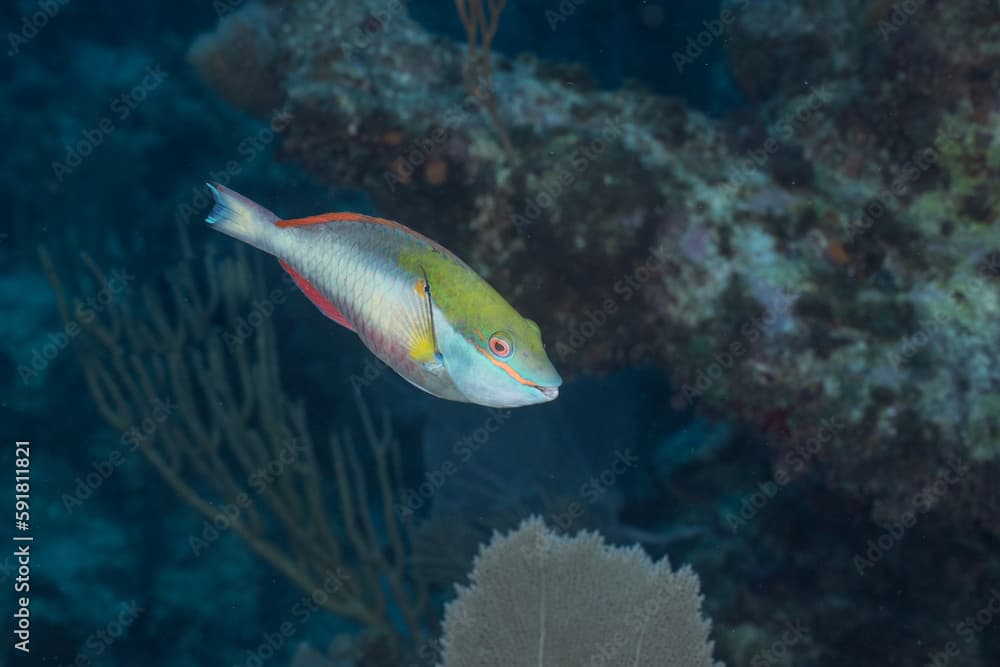 Redband parrotfish swimming in reef