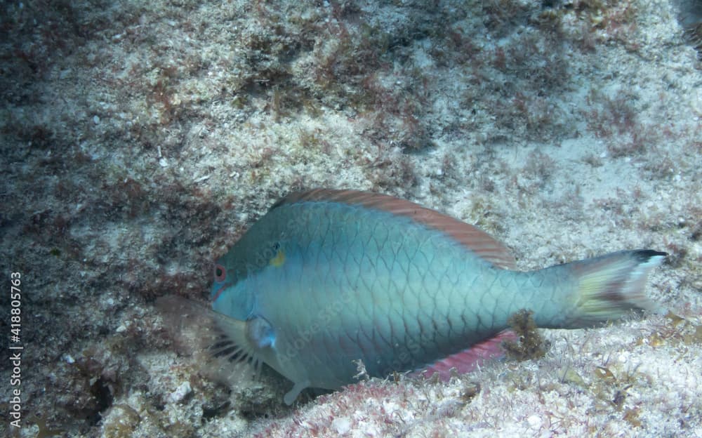 Redband Parrotfish