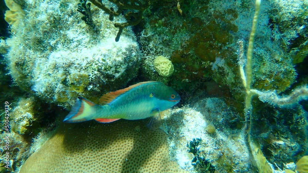 Redband parrotfish (Sparisoma aurofrenatum) and young lowrelief saucer coral or lowrelief lettuce coral (Agaricia humilis) undersea, Caribbean Sea, Cuba, Playa Cueva de los peces