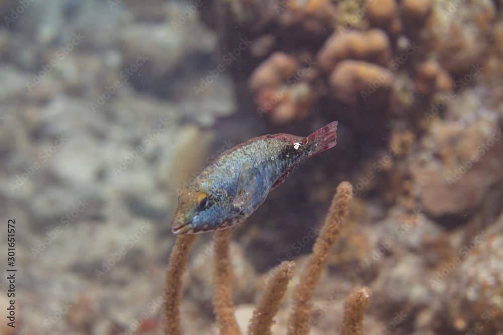 Redband Parrotfish