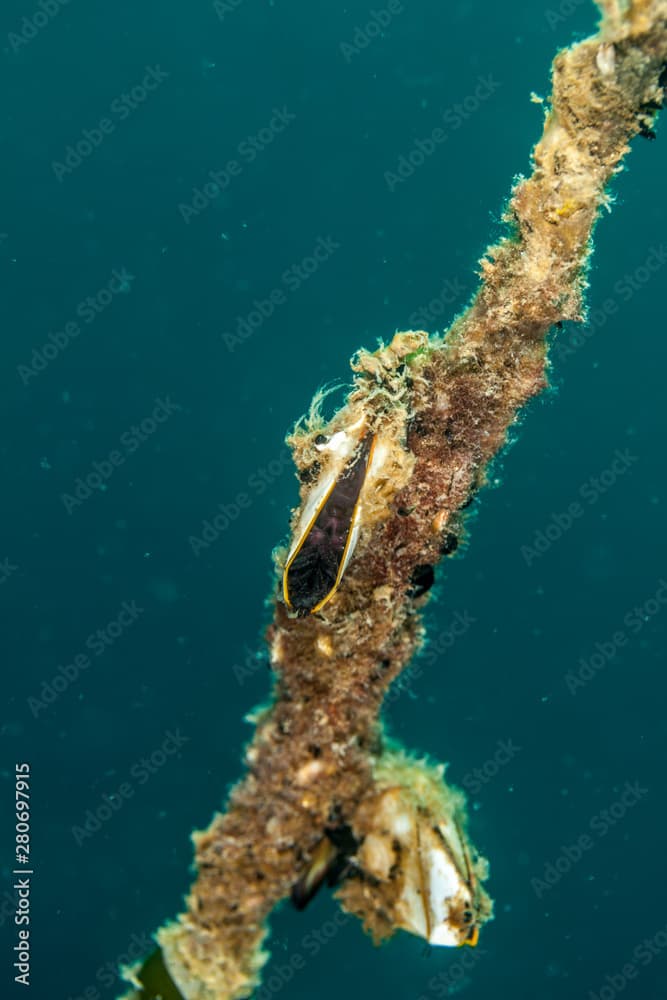 Pelagic gooseneck barnacle or smooth gooseneck barnacle, Lepas anatifera