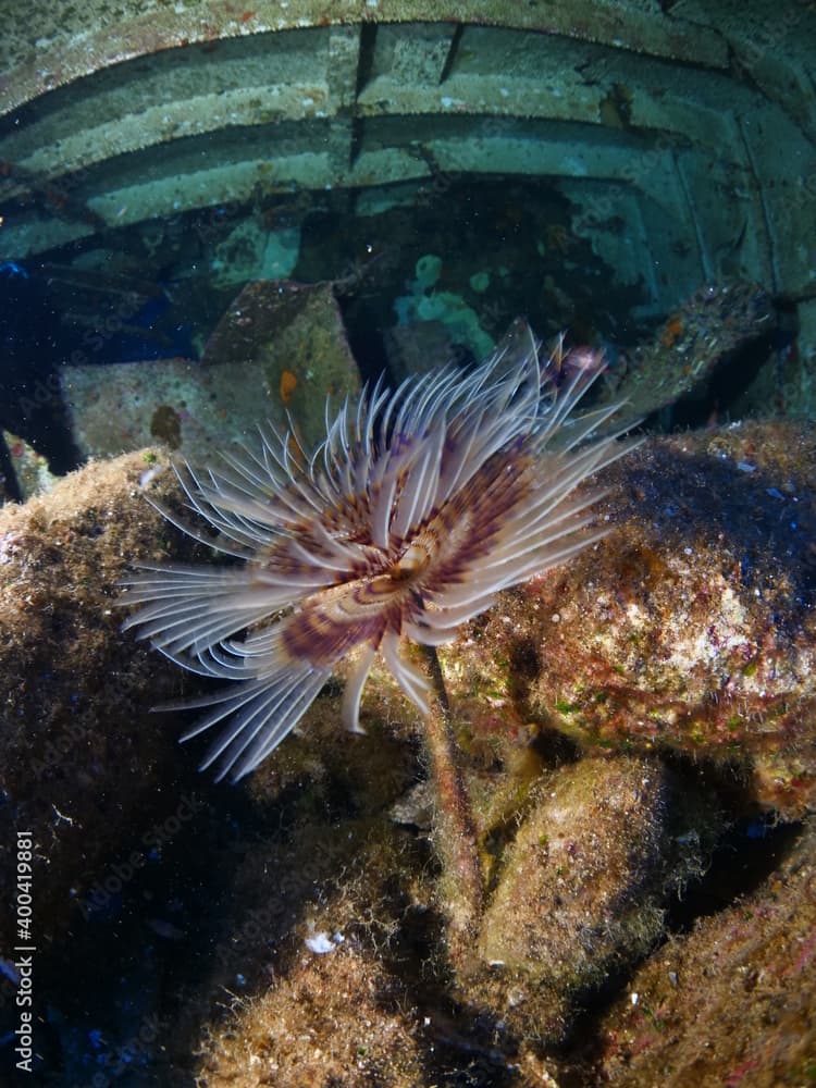 tube worm fan worm underwater swing underwater close up ocean scenery behaviour