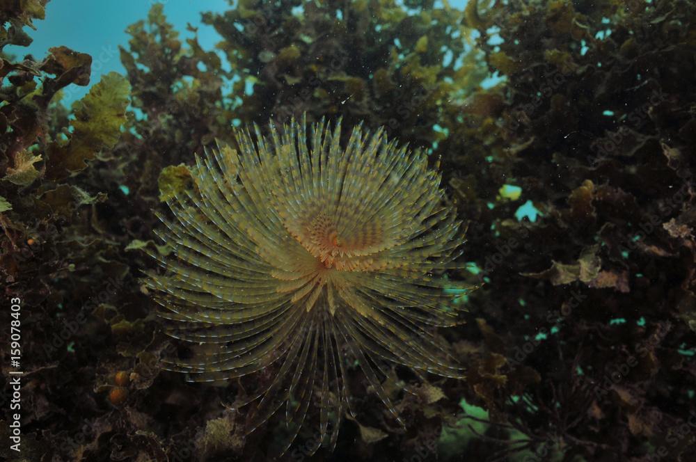 Mediterranean fan worm Sabella spallanzanii in front of dense wall of brown sea weeds.