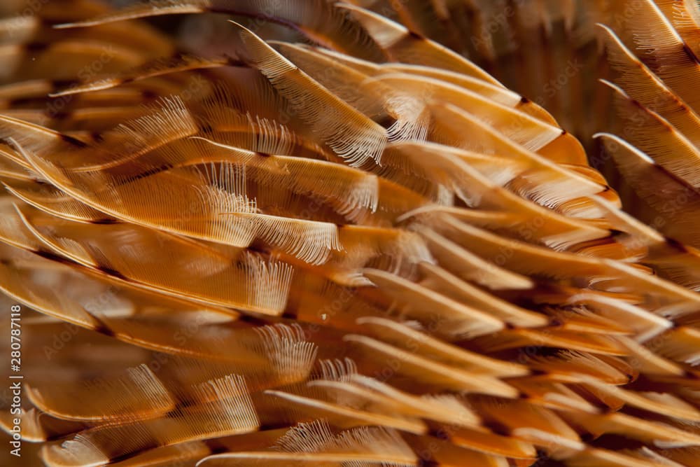 Closup on twin fan worm or spiral fan worm Bispira volutacornis