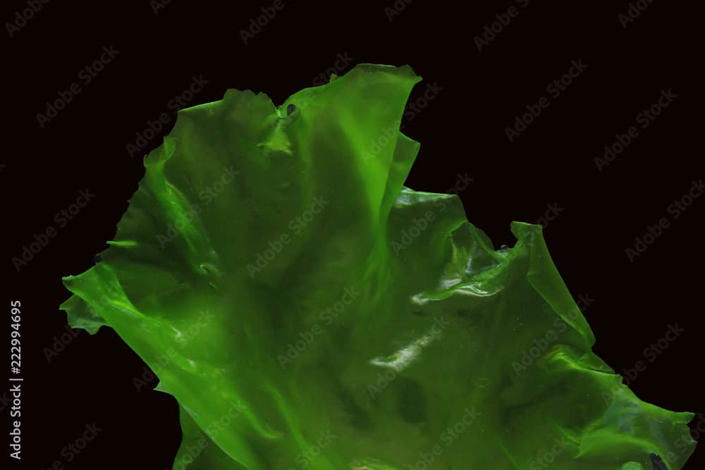 Ulva rigida, sea lettuce isolated on black background.