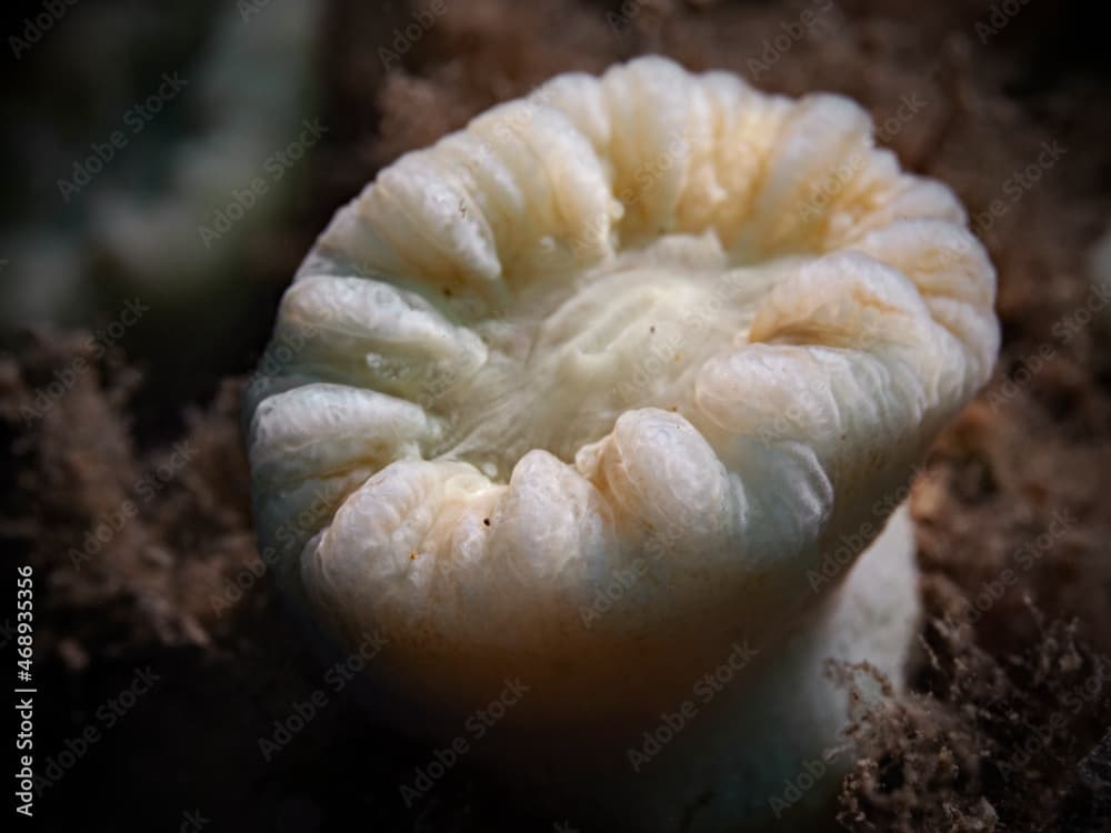 Carnation coral, Ovale Nelkenkoralle (Caryophyllia smithii)