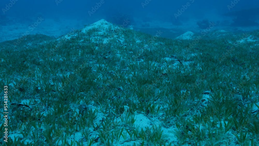 Sangy seabed covered with green seagrass. Underwater landscape with Halophila seagrass. Red sea, Egypt