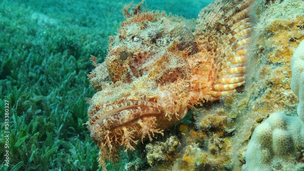 Scorpion fish lie on the reef. Bearded Scorpionfish (Scorpaenopsis barbata).Red sea, Egypt