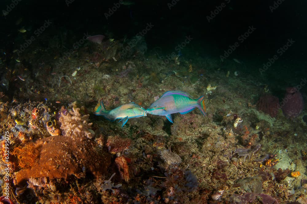 Princess parrotfish on the seabed in Raja Ampat. Scarus taeniopterus during dive in Indonesia. Parrotfish are fighting between themselfs. Blue fish with purple strips.