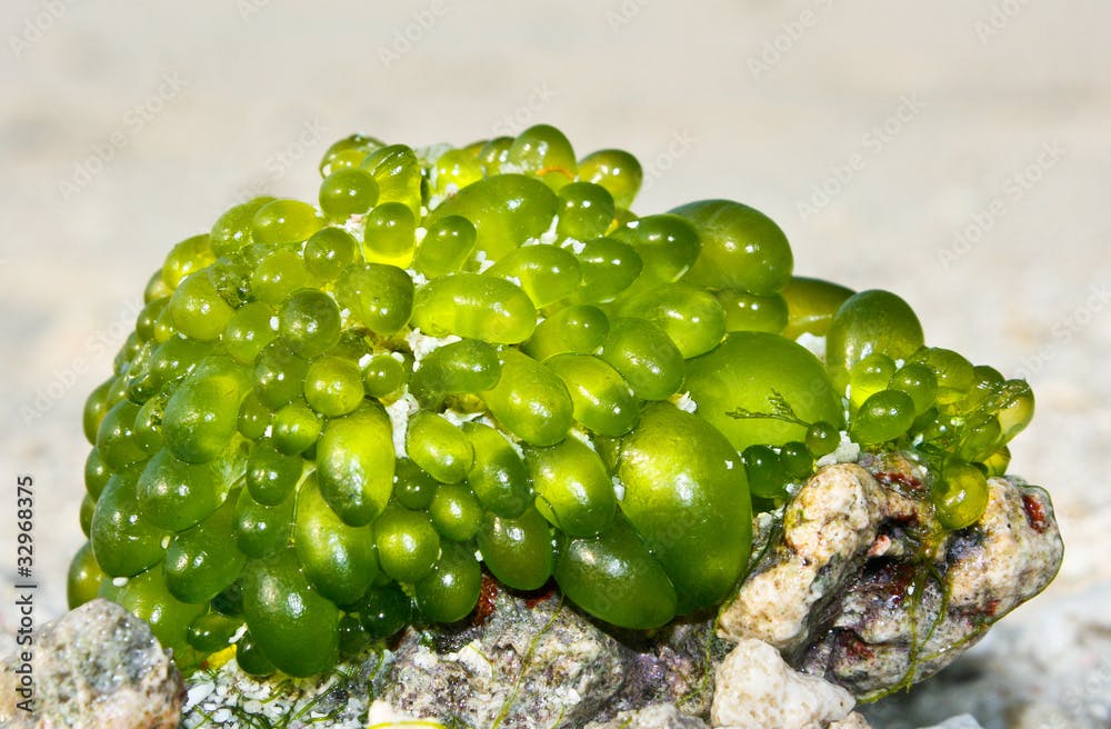 Bunch of green sea algae