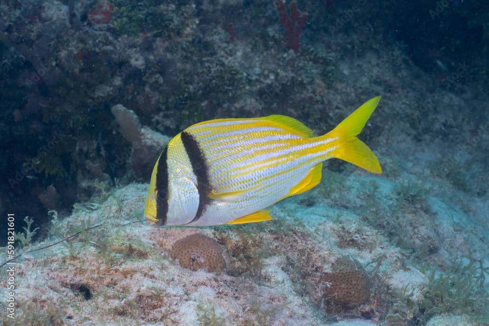 Porkfish (Anisotremus virginicus)