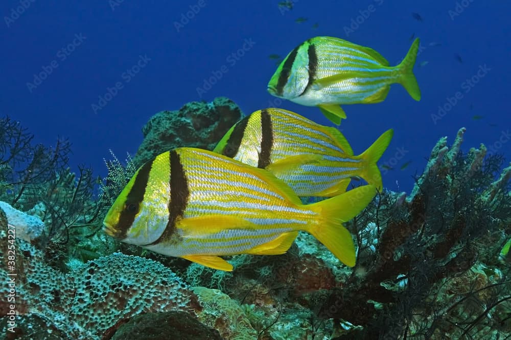 Group of Three Porkfish (Anisotremus virginicus) - Cozumel