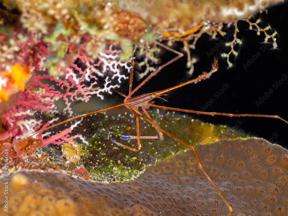 Yellowline arrow crab with rose lace corals (Grand Cayman, Cayman Islands)