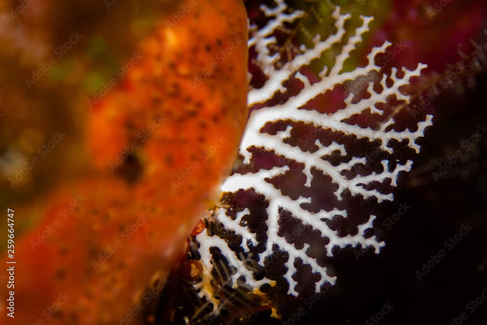 All white Rose Lace Coral with translucent hair-like polyps extended for feeding