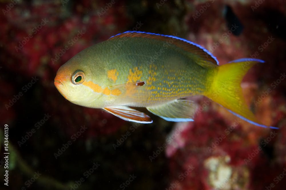 Olive anthias, Pseudanthias olivaceus, endemic to Line Islands, Kritimati Island, Kribati.