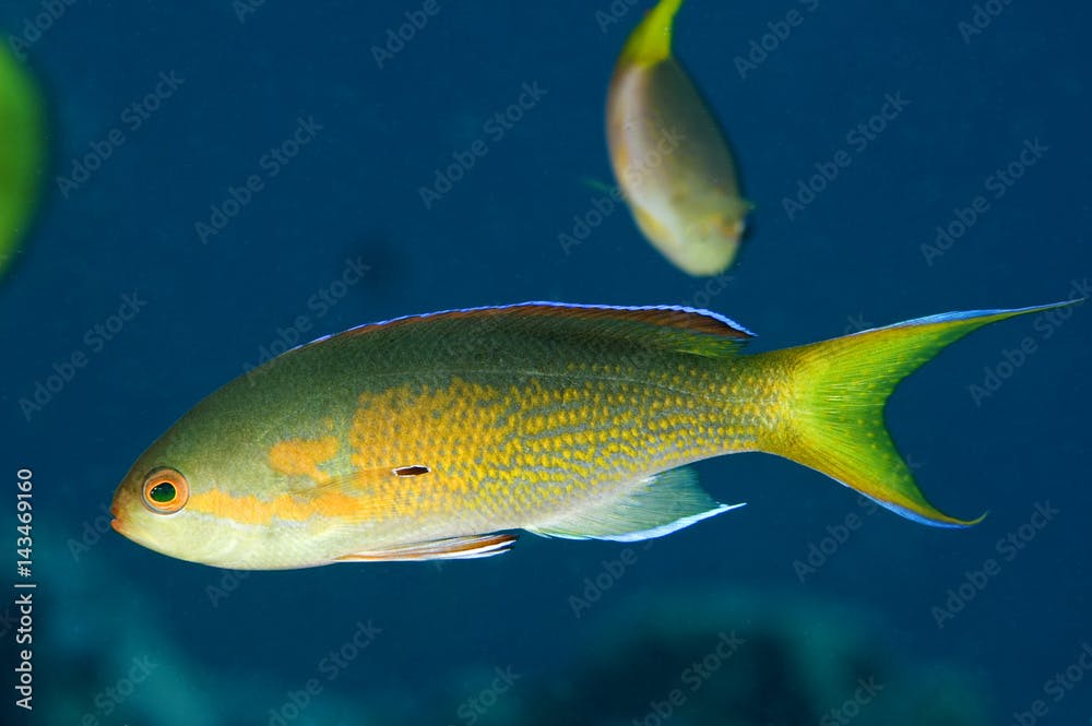 Olive anthias, Pseudanthias olivaceus, endemic to Line Islands, Kritimati Island, Kribati.