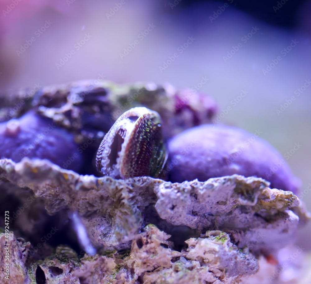 Ein Blauer, Lilafarbene Schwamm und eine Musche hinter der sich ein kleiner Seestern versteckt im Meerwasseraquarium. 