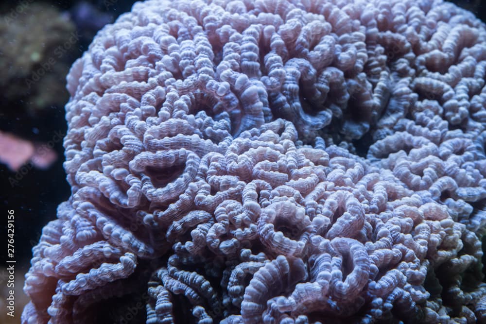 The Trumpet Coral.