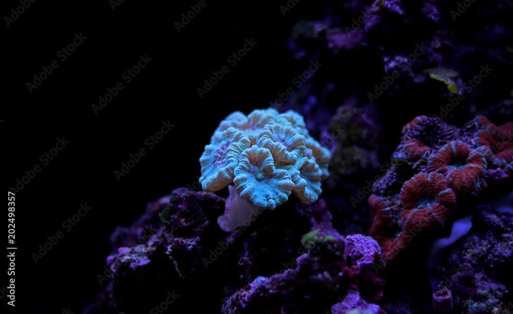 Caulastrea LPS coral in reef aquarium tank 