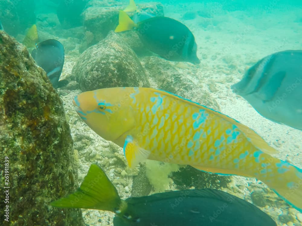 extreme close up of a blue-chin parrot fish at isla genovesa in the galapagos