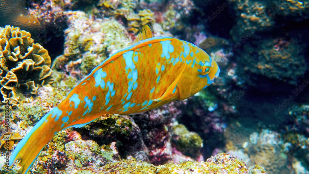 Underwater video of beautifully colored blue-barred parrotfish swimming among coral reefs. Parrot fish, Scarus ghobban, cream parrotfish, green blotched parrotfish in Andaman Sea. Marine life