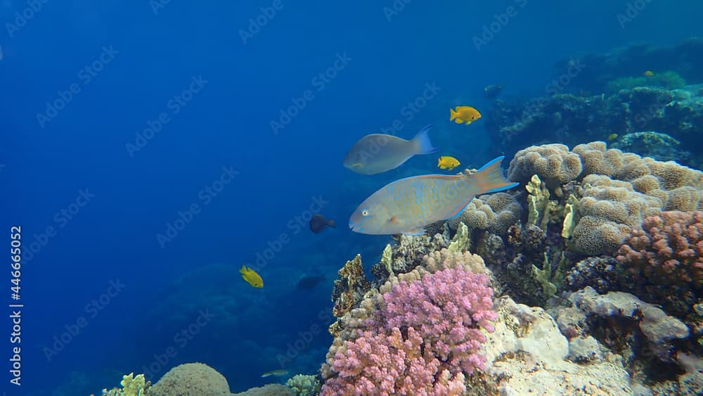 Blue-barred parrotfish or blue trim parrotfish, cream parrotfish (Scarus ghobban) female undersea, Red Sea, Egypt, Sharm El Sheikh, Nabq Bay