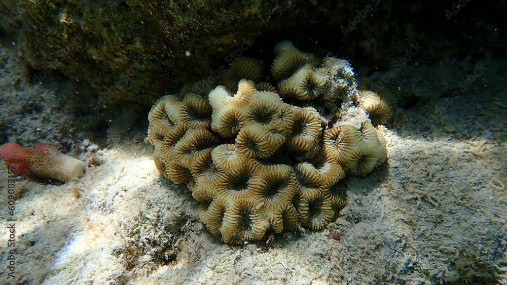Larger star coral (Favites halicora) undersea, Red Sea, Egypt, Sharm El Sheikh, Nabq Bay
