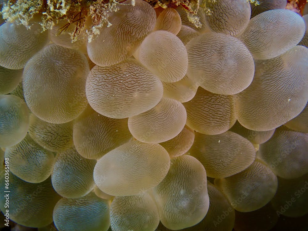 Soft coral Plerogyra sinuosa. Coral tentacles in the form of bubbles. Bubbles texture. Balls background.