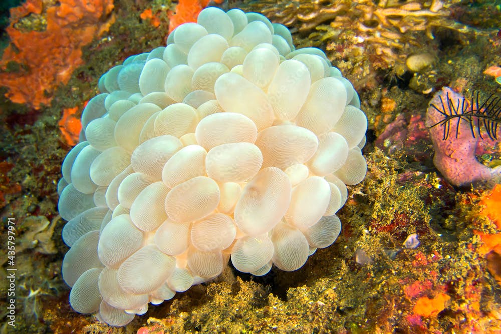 Bubble Coral, Stony Coral, Plerogyra sinuosa, Lembeh, North Sulawesi, Indonesia, Asia