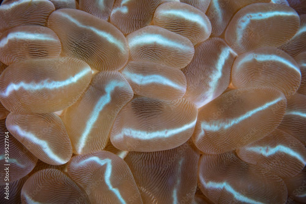 Detail of a bubble coral, Plerogyra sinuosa, growing on a coral reef in Indonesia. At night tentacles extend from the polyps to feed on plankton.