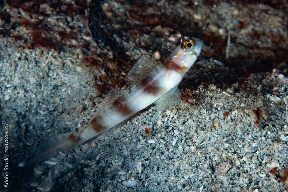 Redmargin Shrimpgoby Amblyeleotris rubrimarginata