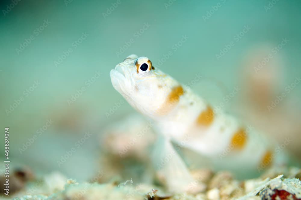 Redmargin Shrimpgoby (Amblyeleotris rubrimarginata). Triton Bay, West Papua, Indonesia