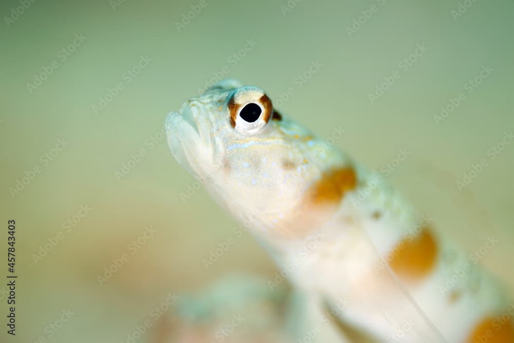 Redmargin Shrimpgoby (Amblyeleotris rubrimarginata). Triton Bay, West Papua, Indonesia