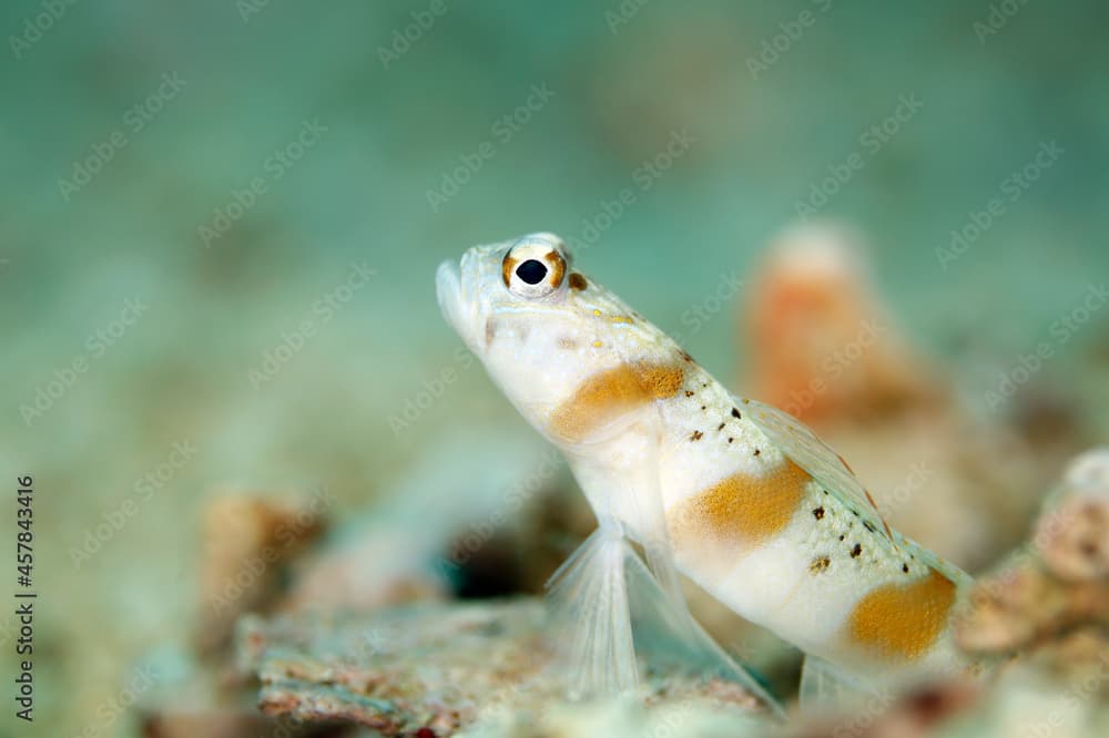 Redmargin Shrimpgoby (Amblyeleotris rubrimarginata). Triton Bay, West Papua, Indonesia