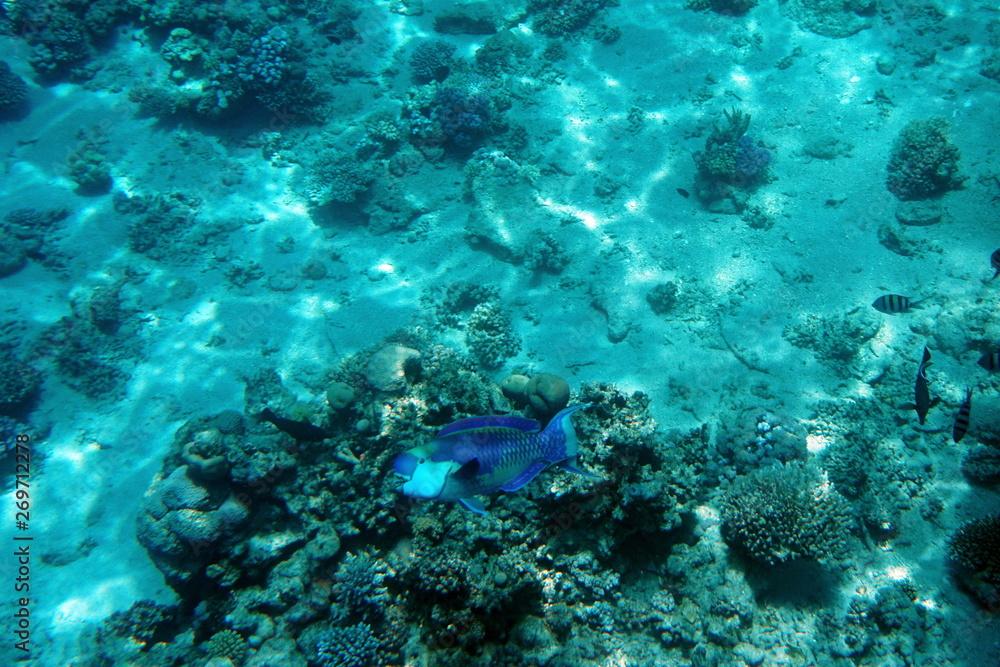 Chlorurus gibbus, Heavybeak parrotfish