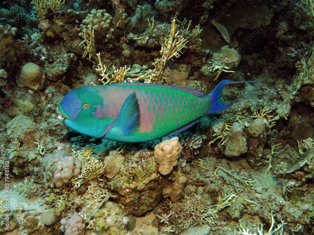 Red Sea steephead parrotfish Chlorurus gibbus  