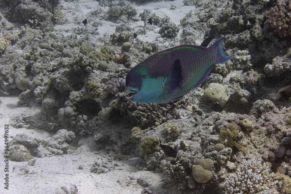 Heavybeak parrotfish (Chlorurus gibbus) in Red Sea