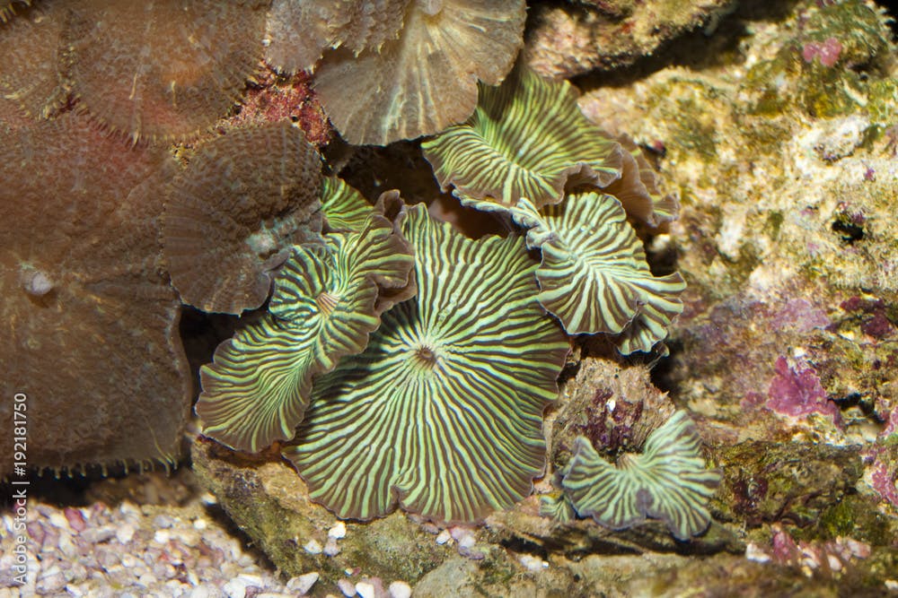 Polyp Button Coral in Aquarium