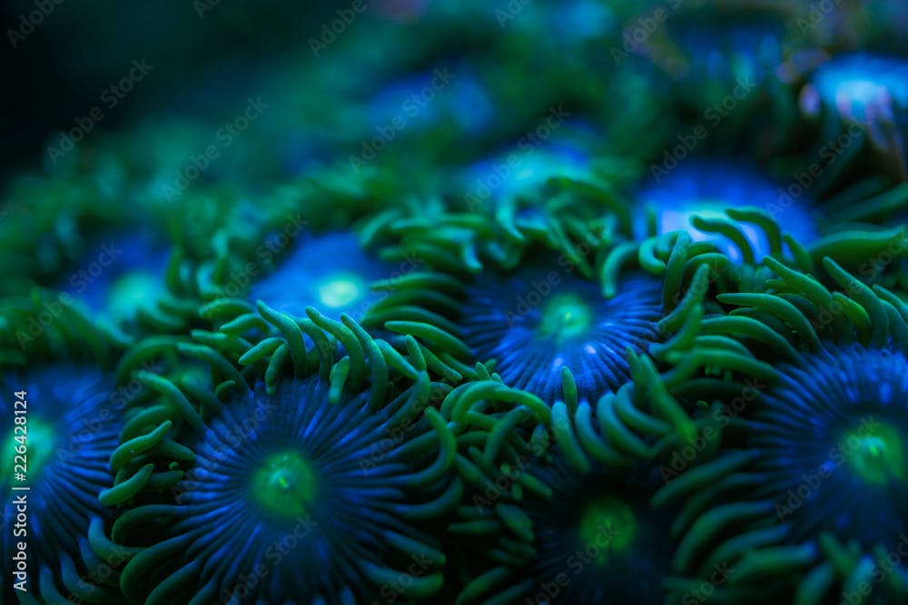 blur swaying blue and green round button corals