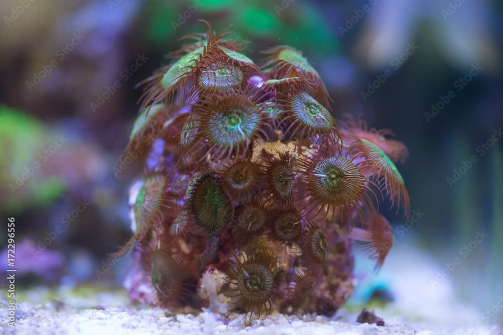 button coral