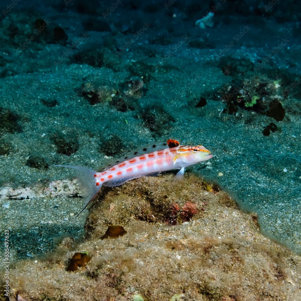 Redspotted Sandperch (Parapercis schauinslandii) poised to strike at prey just offshore of Maui near Kihei; Maui, Hawaii, United States of America