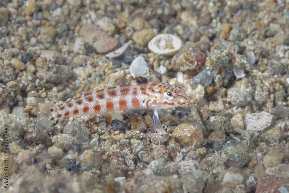 Parapercis schauinslandii fish in deep water