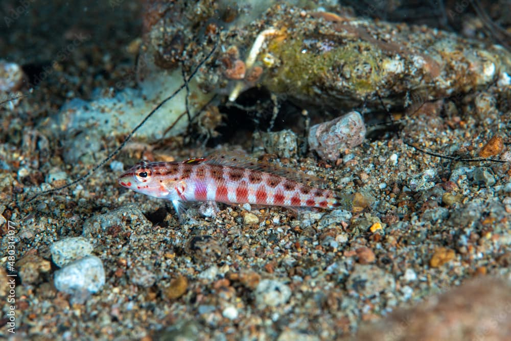 Lyre-Tail Grubfish Parapercis schauinslandii