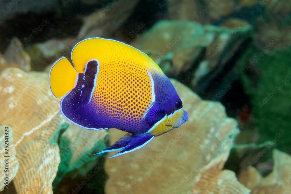 Blue-girdled angelfish (Pomacanthus navarchus) Raja Ampat Archipelago, Papua Barat, West New Guinea, Pacific Ocean, Indonesia, Asia