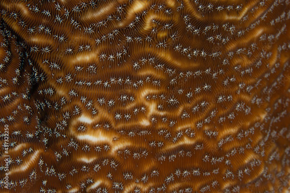 Whitestar Sheet Coral on Caribbean Coral Reef