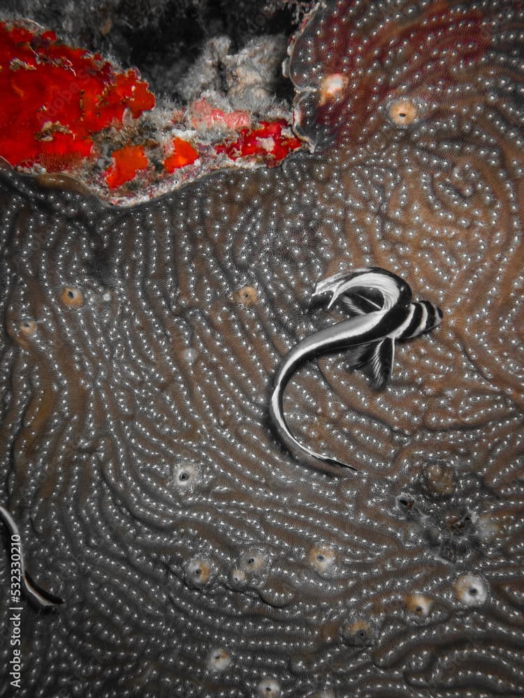 A juvenile spotted drum above a Lamarcki's sheet coral in the Carribbean, Roatan, Bay Islands, Honduras